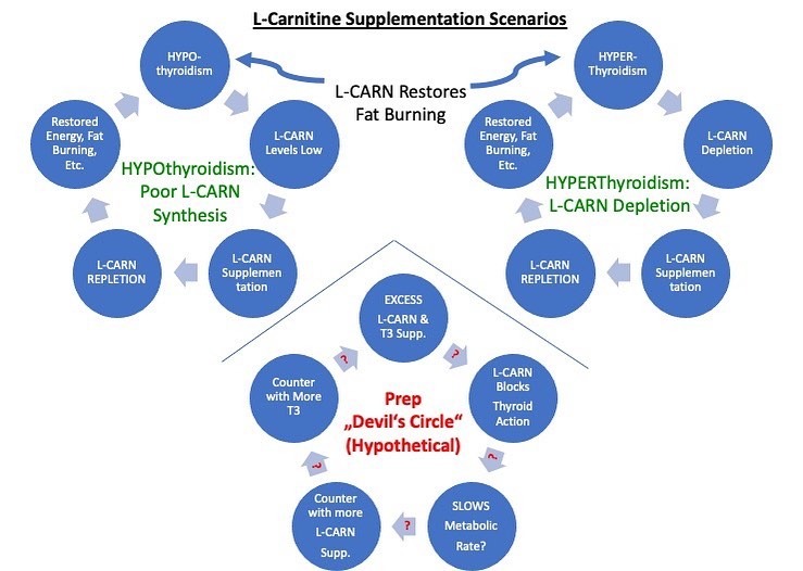 l carnitine for hyper thyroid Did you miss this article on John Meadows' www.mountaindogdiet.com ? “Dancing with the Devil: L-Carnitine” (TLDR: L-Carnitine might a actually be counteracting your fat loss by *blocking* action. More is not L-Carnitine | Health & Further Options:Cartridge Refill Skincare tools and devices