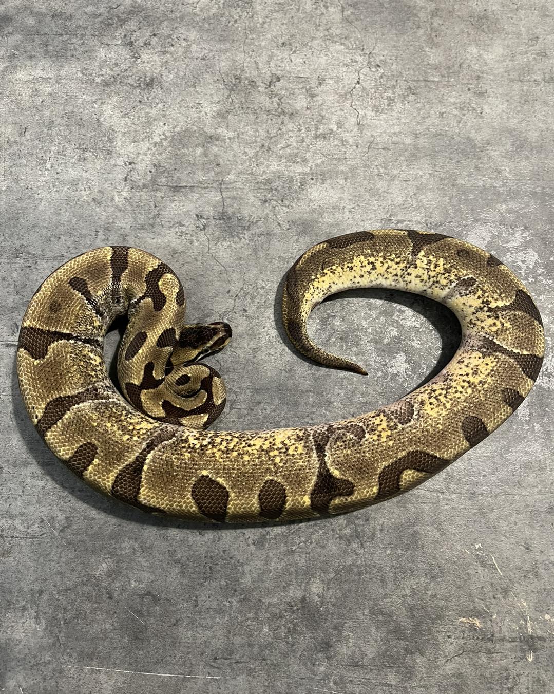 Goof-Ball Pythons | Prince George VA