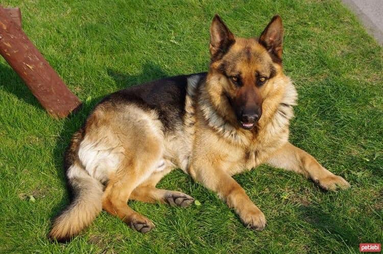 alman kurdu german shepherd dog startseite facebook