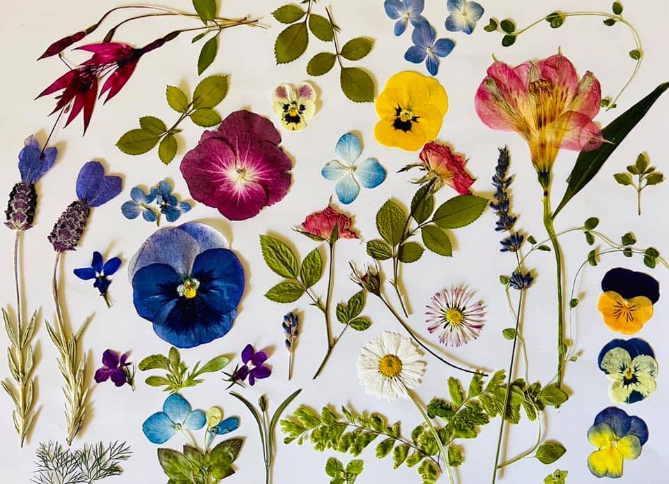 Patsy's Pressed Flowers
