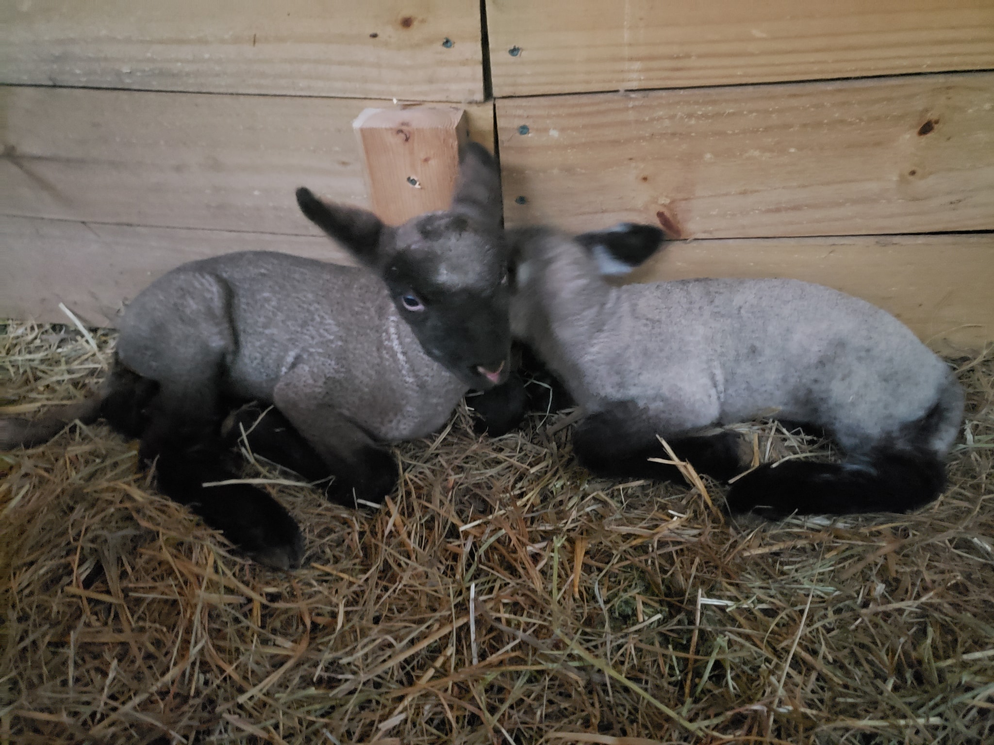 Shepherds' Rise: a Family Farm | Woodbury TN