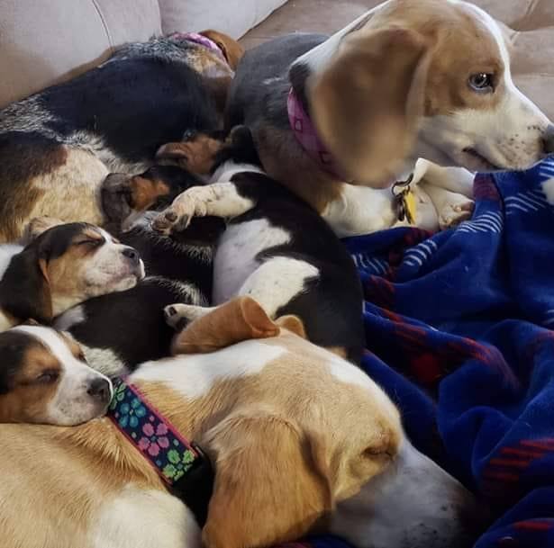 GYOB Hounds on Reels | Facebook