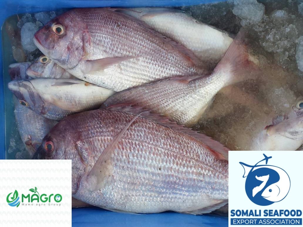 MAGRO - Mamo Agro Group