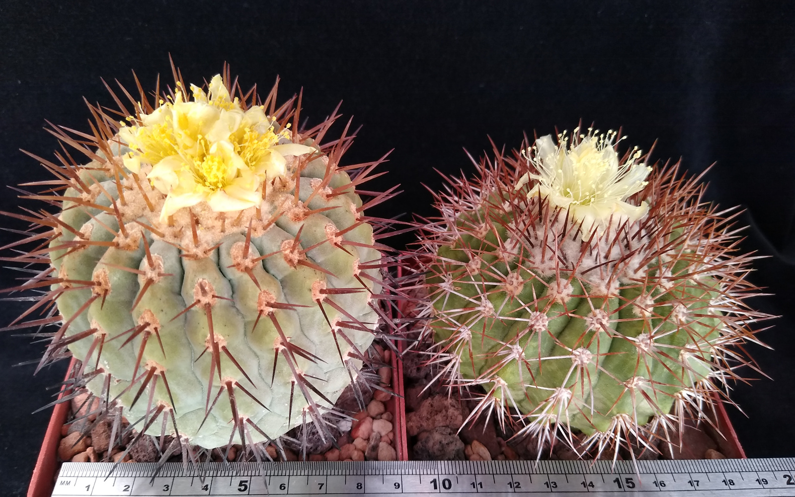 Copiapoa esmeraldana in flower today in the small collection