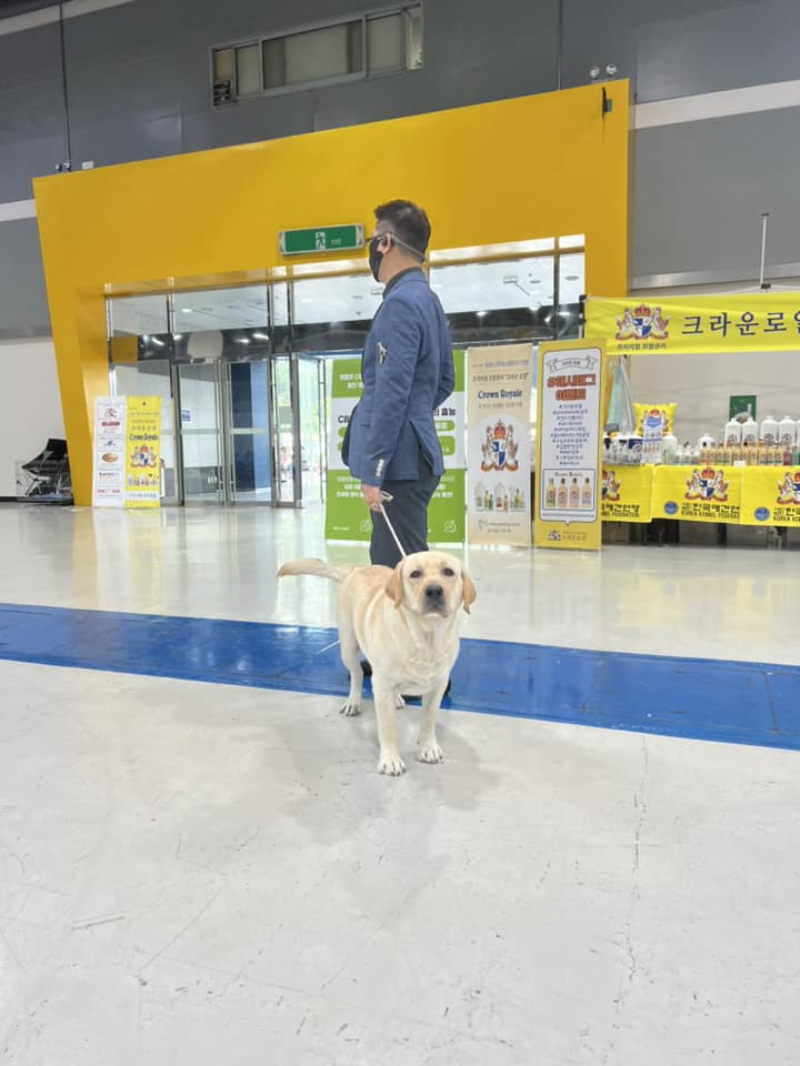 นูน่า ทิชเชอร์เผลอแล้ว มาช่วยจิ เย็วๆ - Dobby Bambii labrador | Facebook