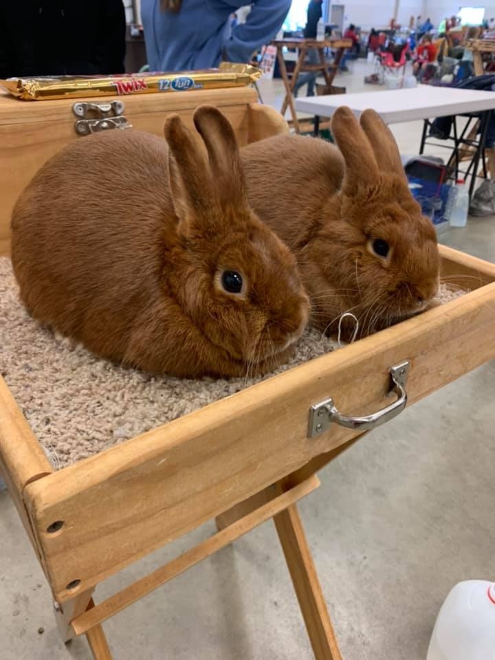 Tower - Another show day in the books at the Fox Valley Rabbit Club’s ...
