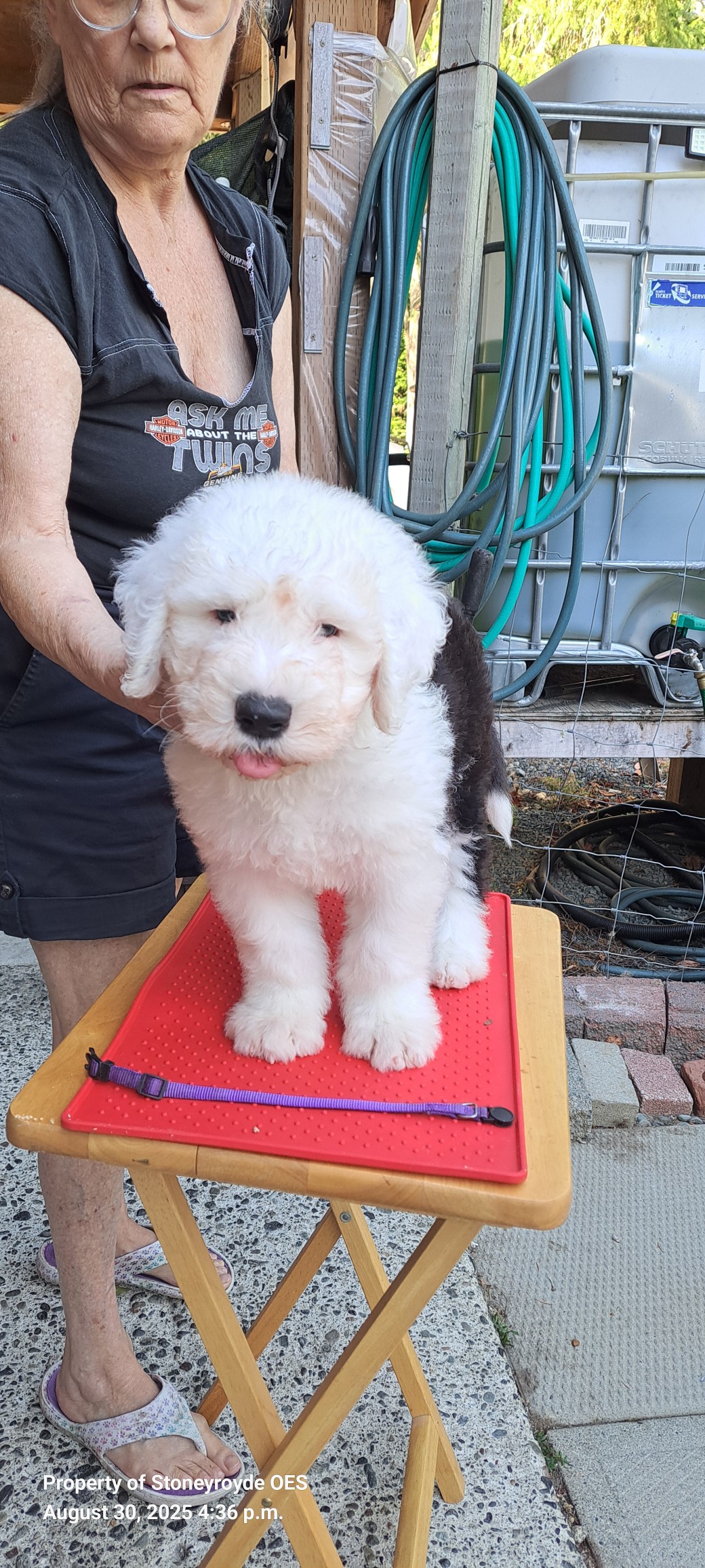 Ron is 9weeks old and look ing for his... - Janice Lamontagne | Facebook
