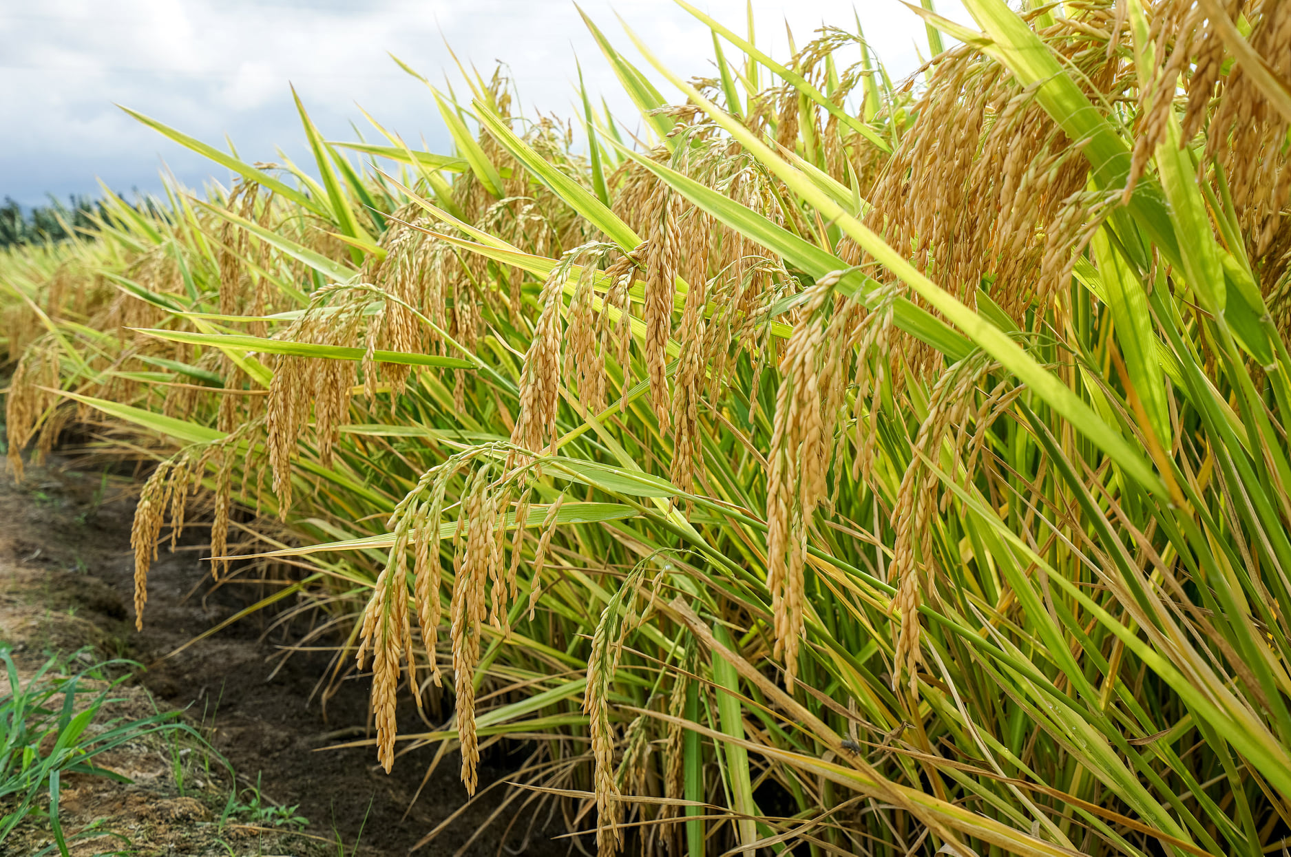 This is Hainan - The double-cropping rice developed by...