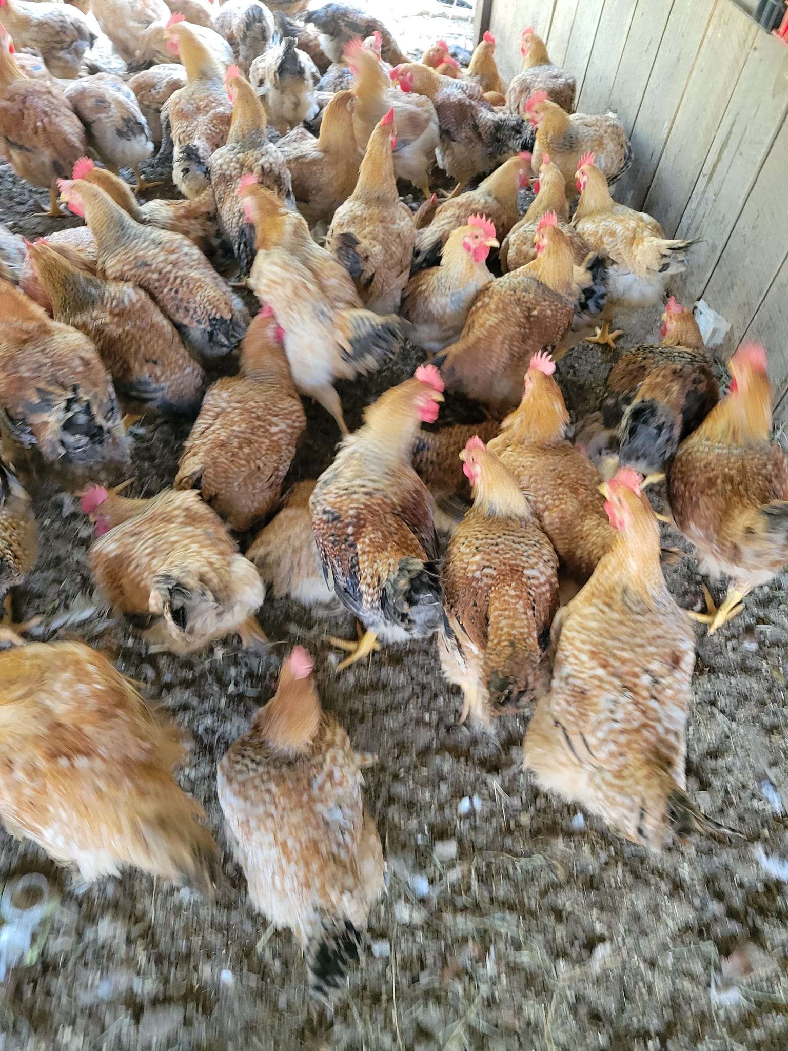 R & R Poultry and Livestock | New Hope AL