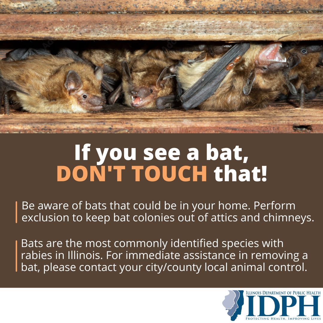 Illinois - IDPH is reporting the first human case of rabies in Illinois ...