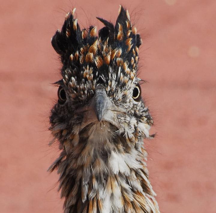 The Roadrunner Project
