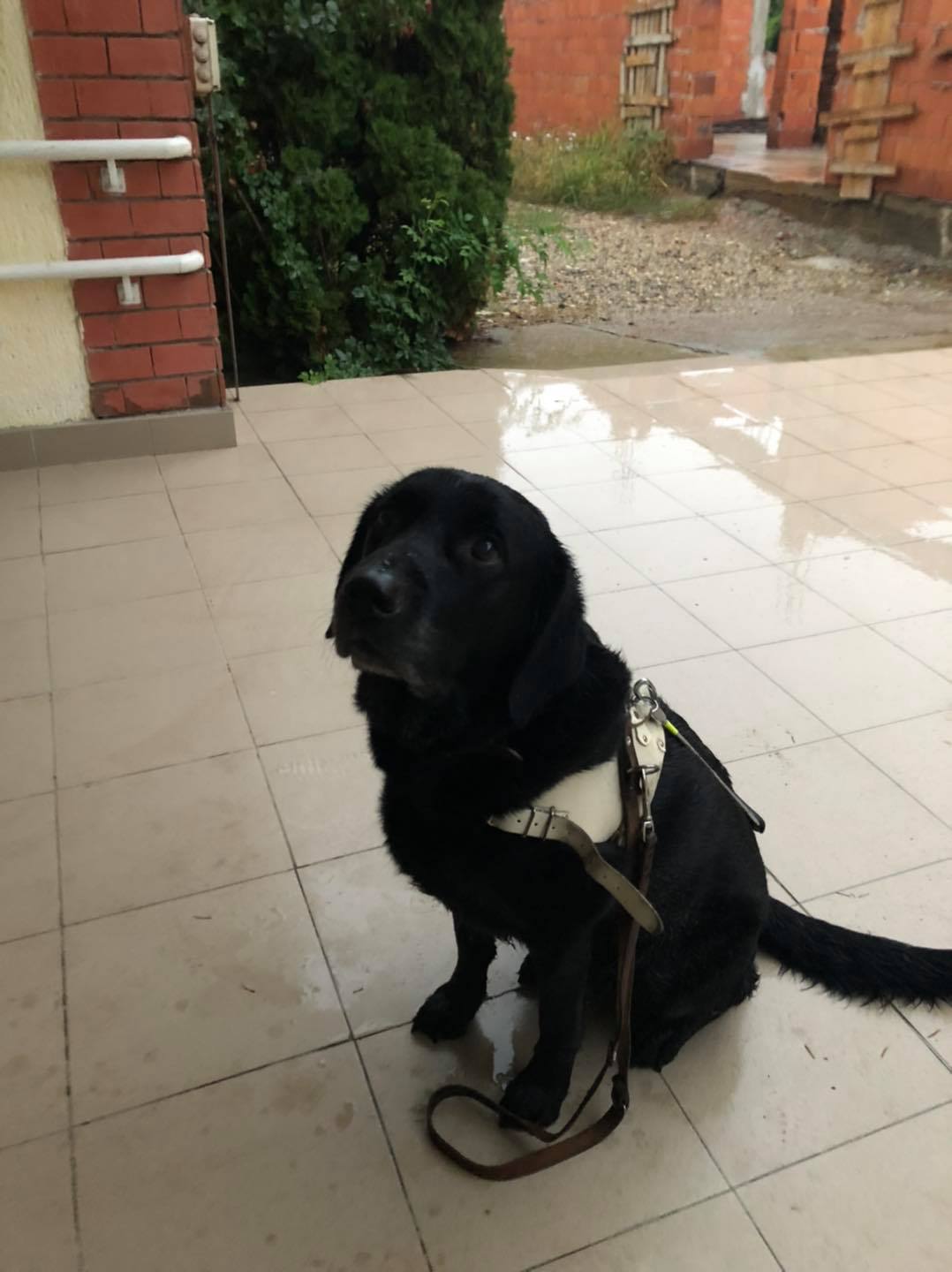 Max, the Guide Dog - Home