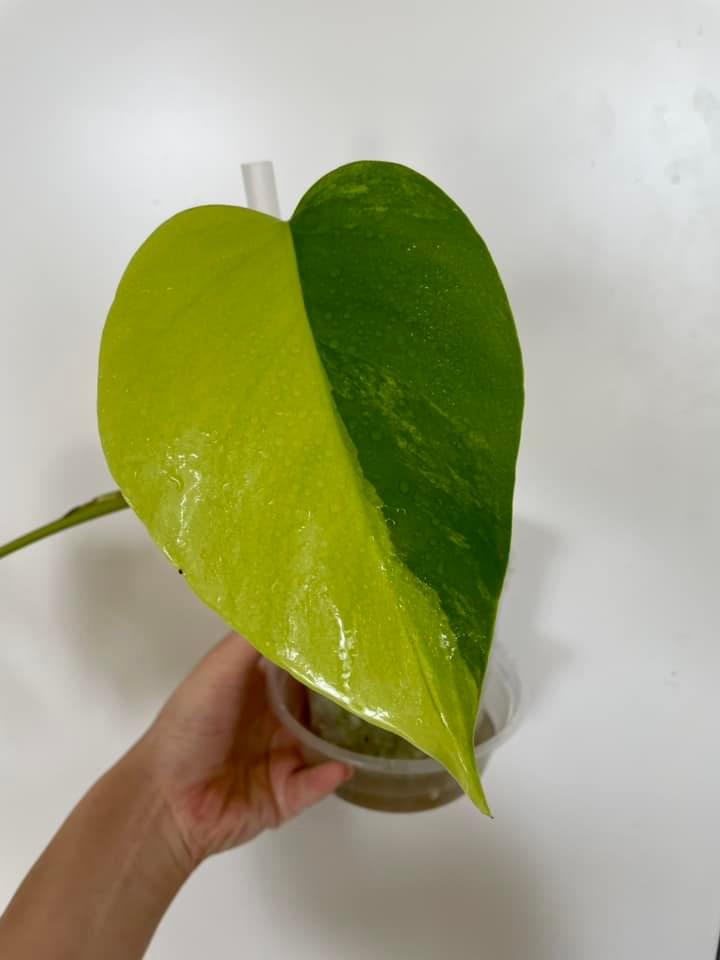 Aurea Variegated Monstera Plants & Seedlings Sydney