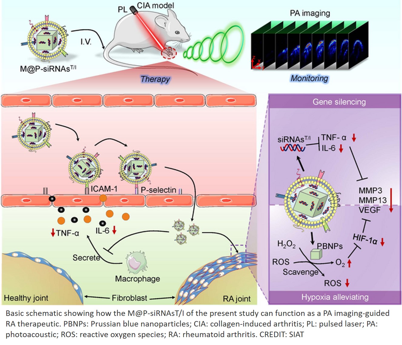 PEPITEM, a naturally occurring immunopeptide, demonstrates potential to reduce joint swelling and inflammation in early-stage inflammatory arthritis, matching current therapies in preclinical models. These findings suggest PEPITEM could offer a low 