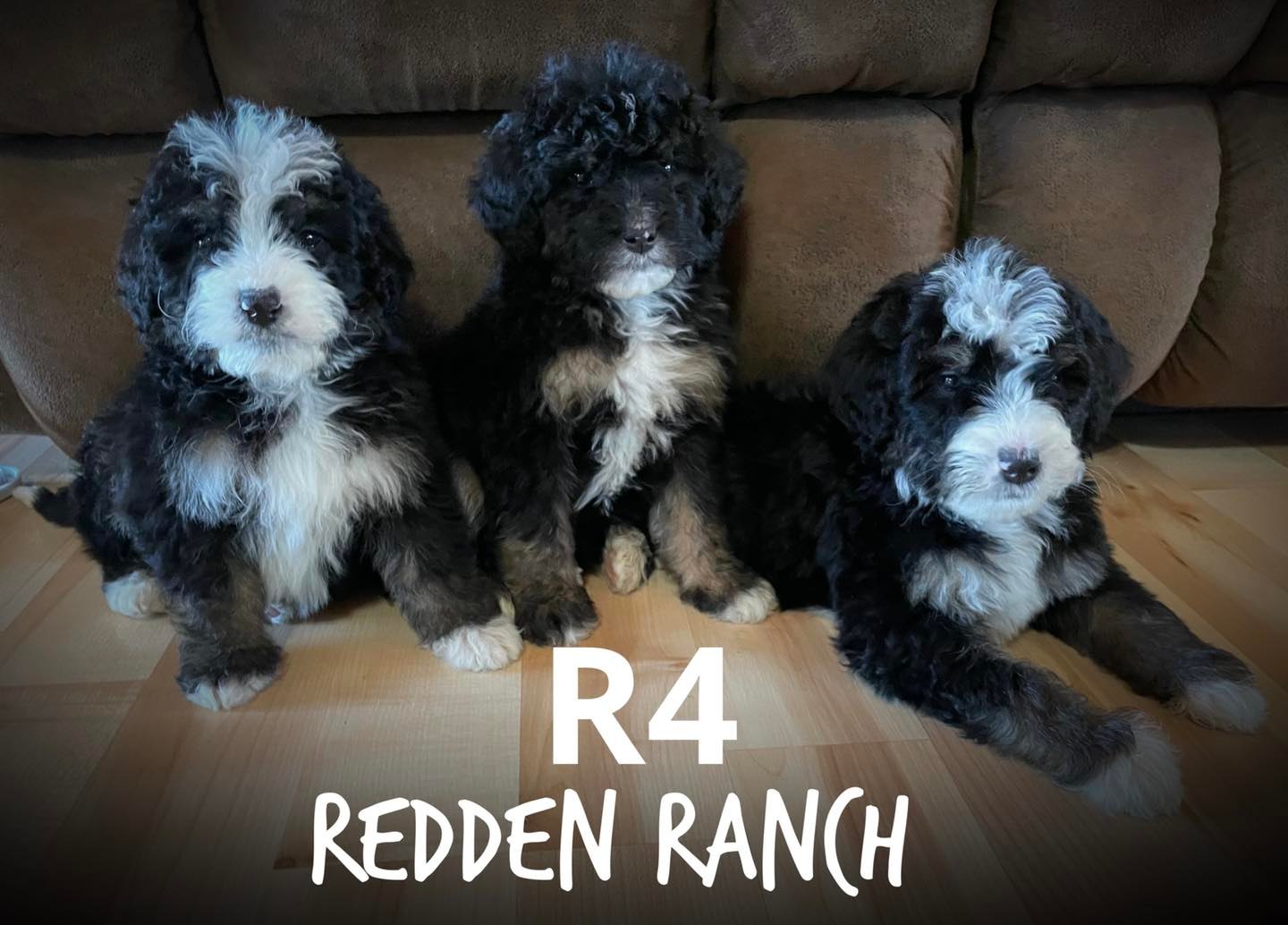 🤍 💥 Bernedoodles 💥 🤍 These... - Redden Ranch - Rocking R4