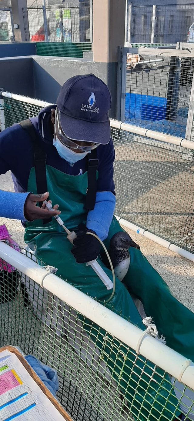 Here is an update on the rescued... - SANCCOB saves seabirds