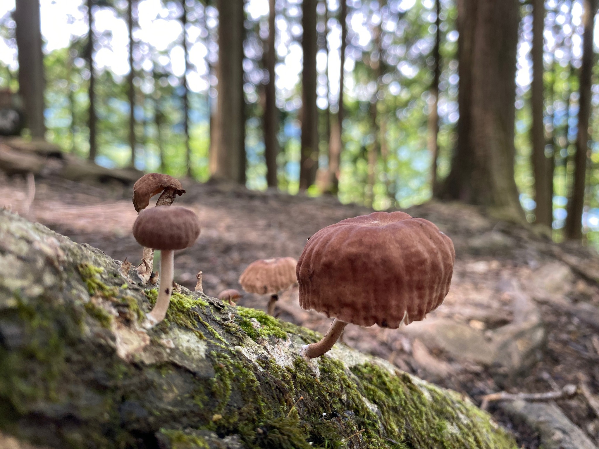 Monkey's seat fungus in Japanese culture