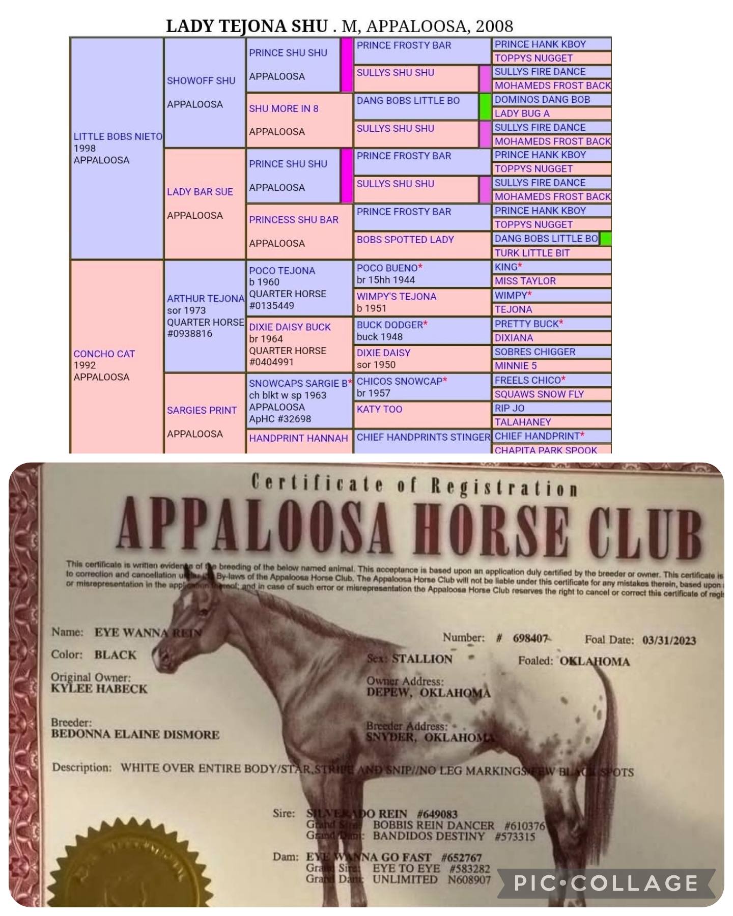 Registered halflinger mare. Dont miss her