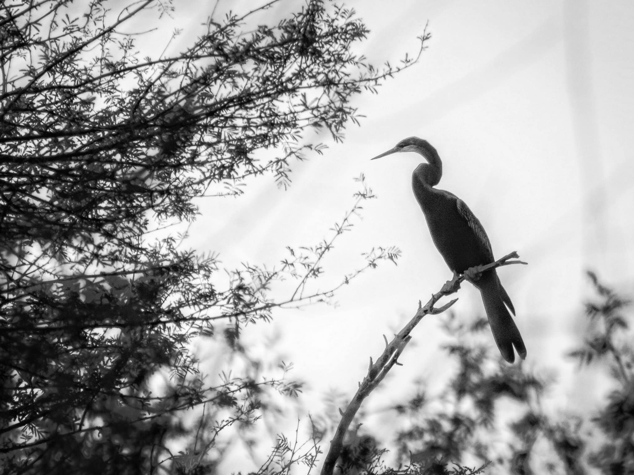 Shutter Stories by Parth Pathak - Oriental Darter . The Oriental Darter ...