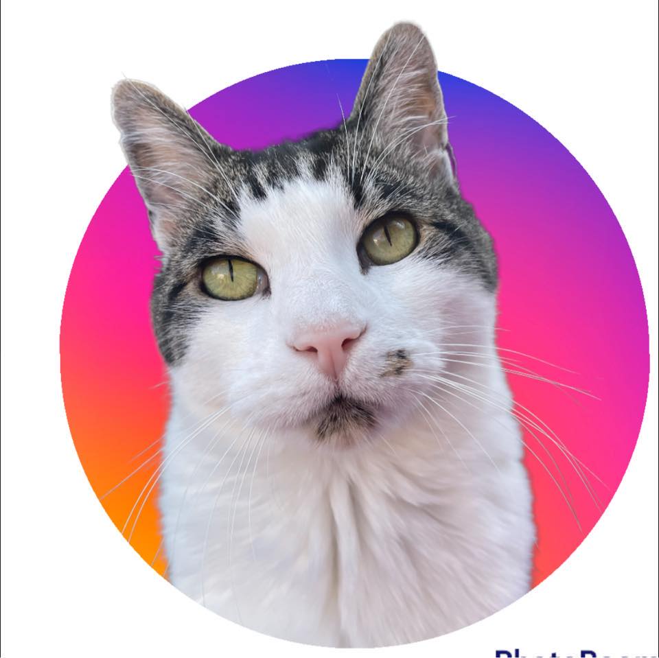 PMT - Purrsonalised Message Tuesday 20211018 Down't worreee, me Babbers ...