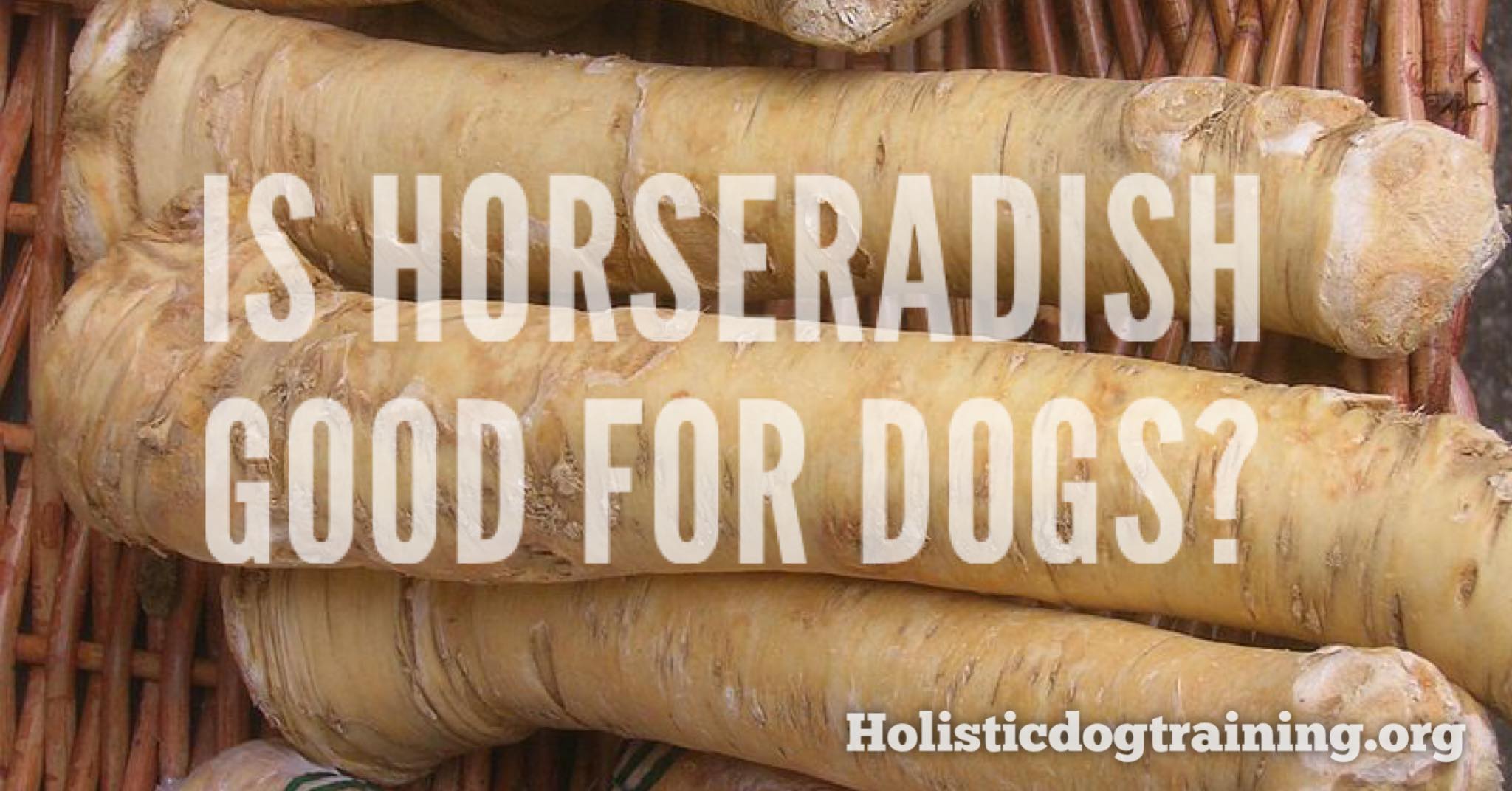 can dogs have ranch dressing Brutus Bone Broth for  Beef Is it safe for my