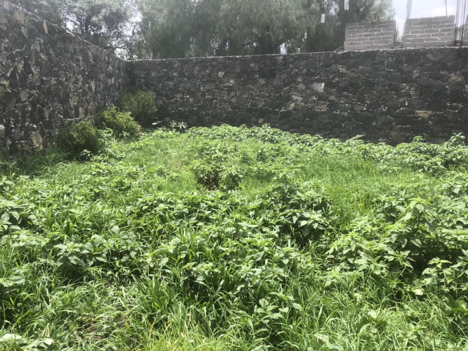 Jardinería, Ortega | Mexico City
