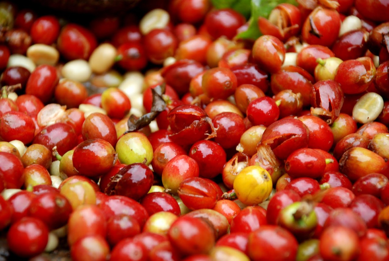 ACEMES - Associação Produtores de Cafés Especiais das Montanhas do ES ...