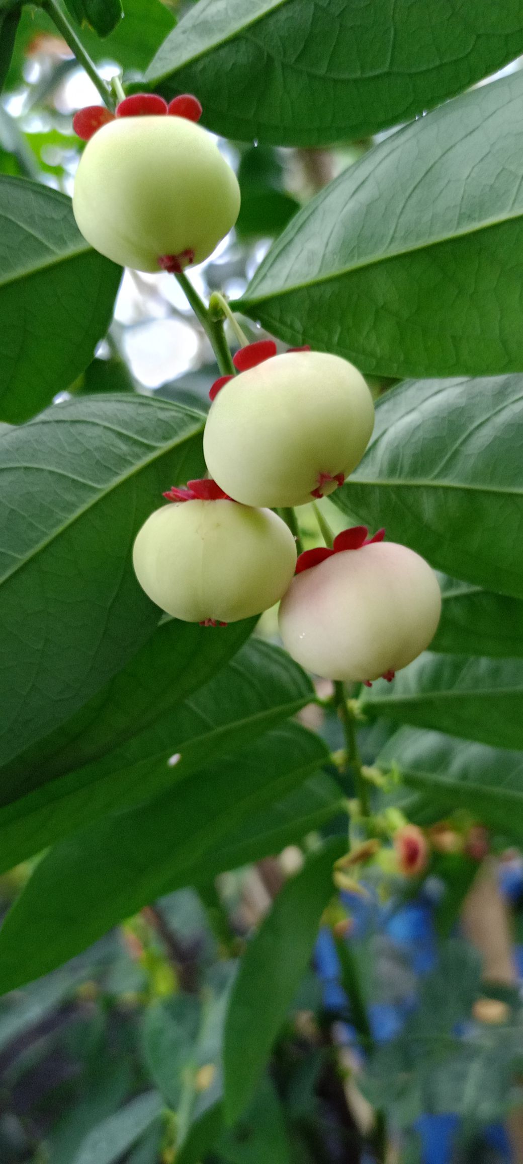 ภูไท มุสลิมอิสาน | Rangae