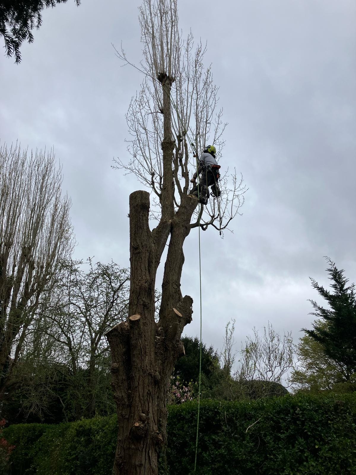 T & J Tree services | Maidenhead