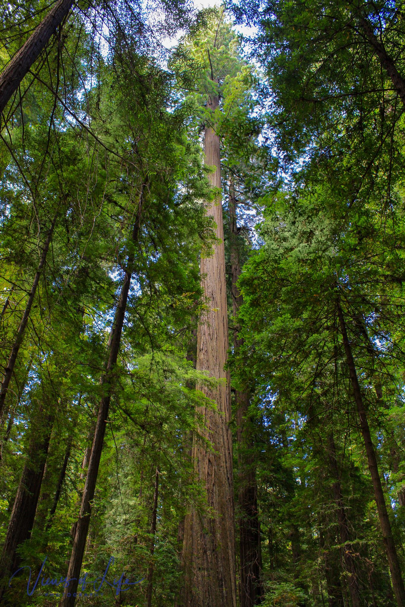 Views of Life - This is the Founder's Tree, a 346 foot...