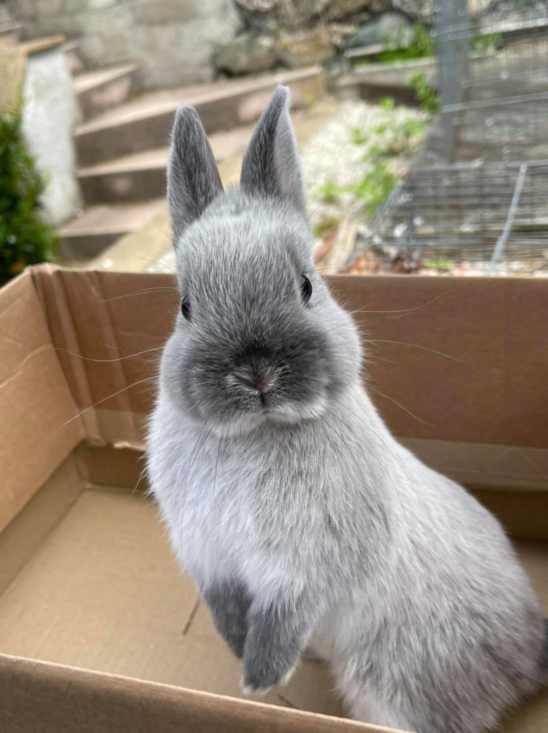 The Nethy Shed - Netherland Dwarf Rabbits Cornwall.