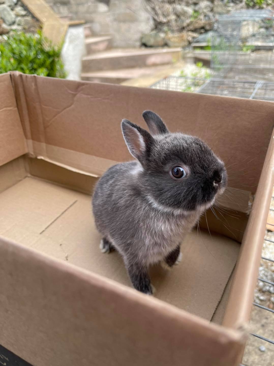 The Nethy Shed - Netherland Dwarf Rabbits Cornwall.