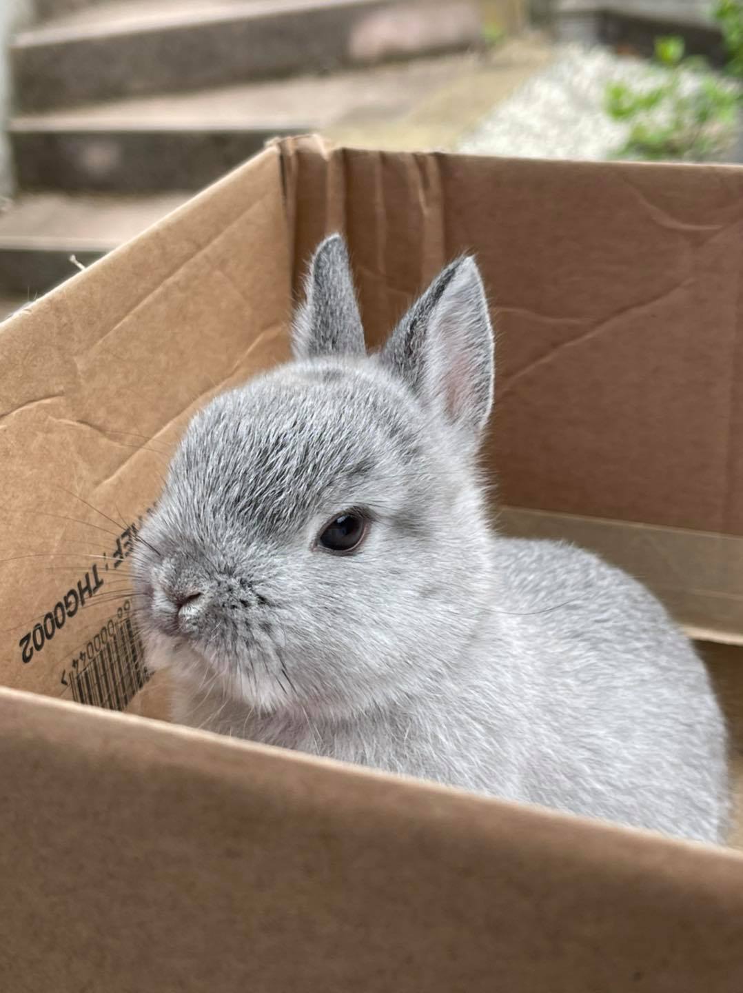 The Nethy Shed - Netherland Dwarf Rabbits Cornwall.