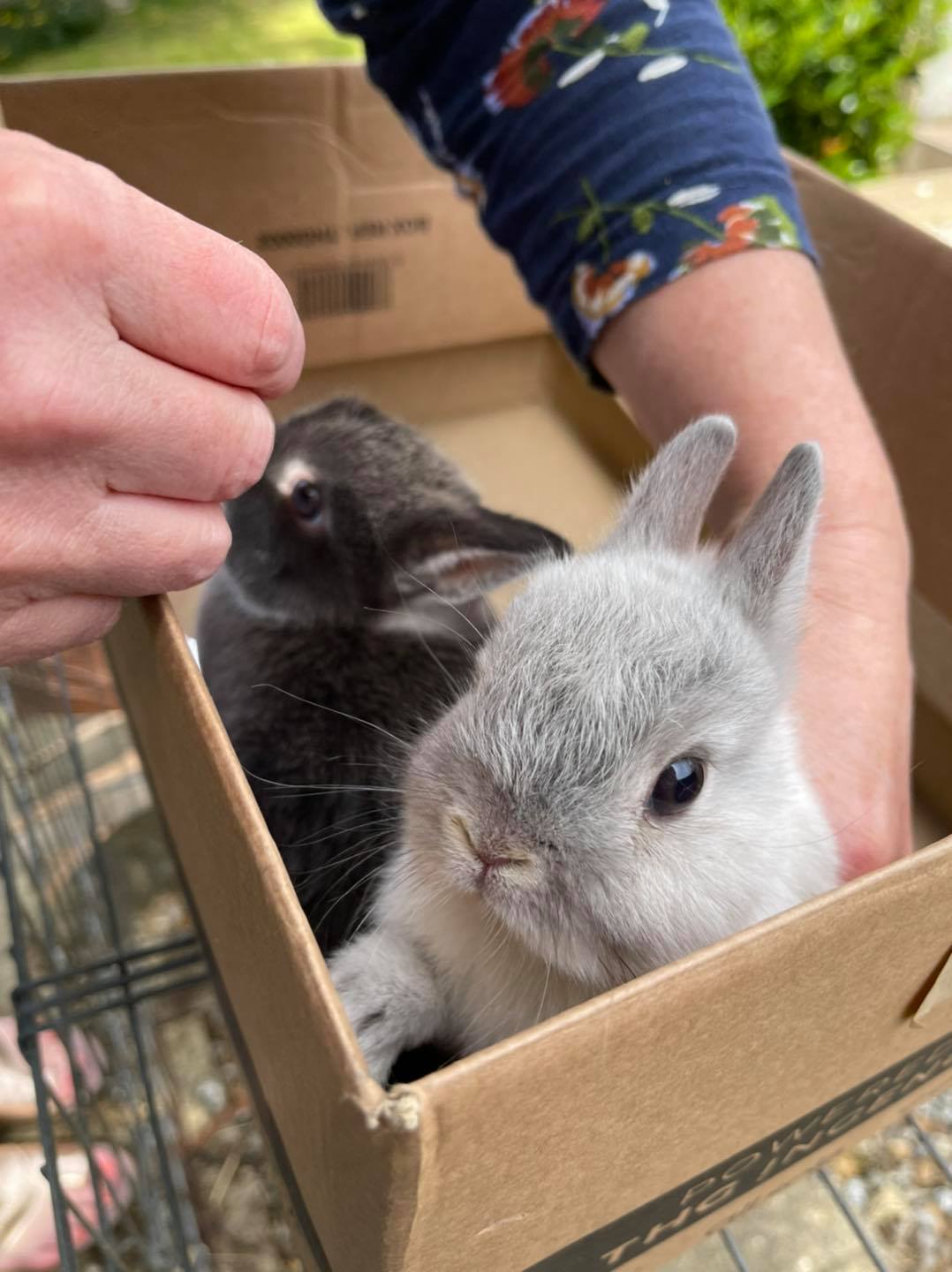 The Nethy Shed - Netherland Dwarf Rabbits Cornwall.