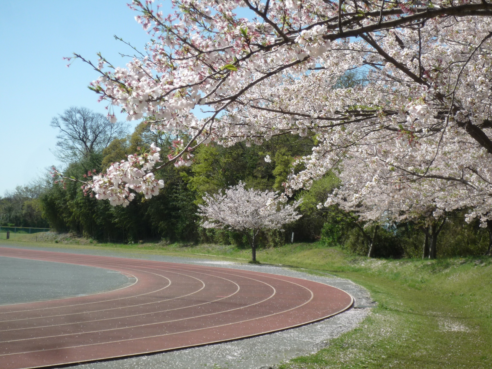 田端 スポーツ 公園