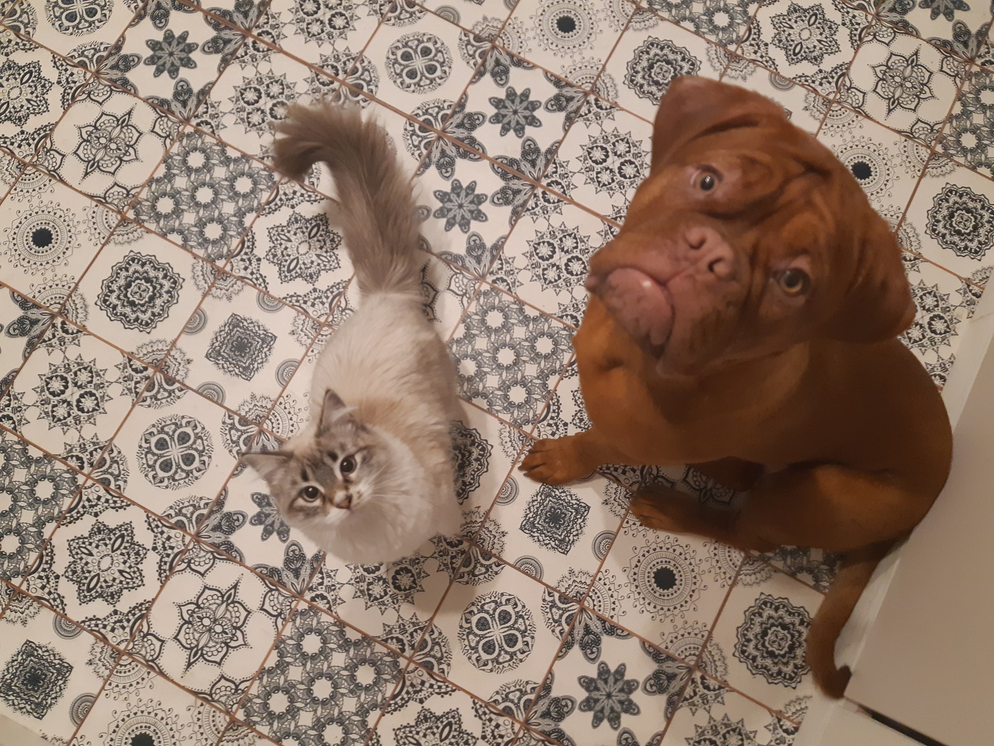 Misuratore Pressione Veterinario Digitale CONTEC08A-VET | Per Cani E Gatti, 1 Bracciale Pediatrico