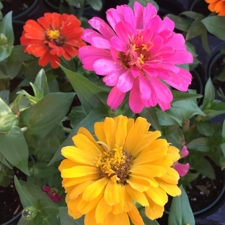 Nobleton Garden Center and More | Nobleton ON
