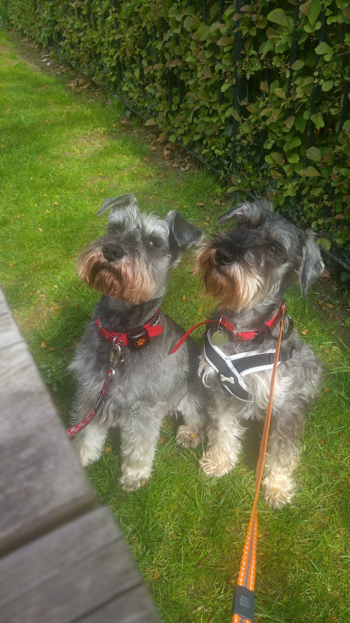 Schnauzers on the move | Barks in the Parks Dog Community