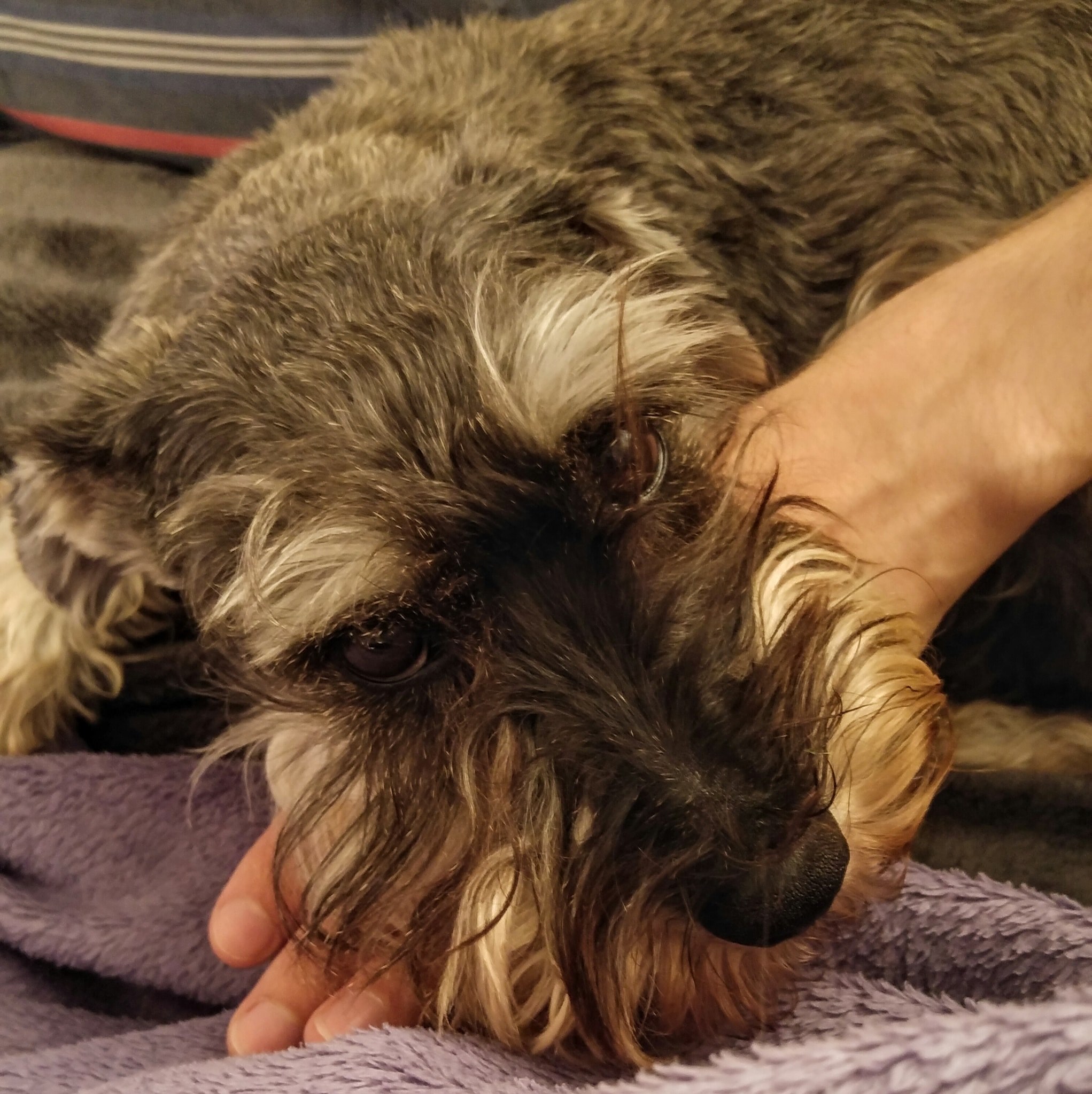 Schnauzers on the move | Barks in the Parks Dog Community