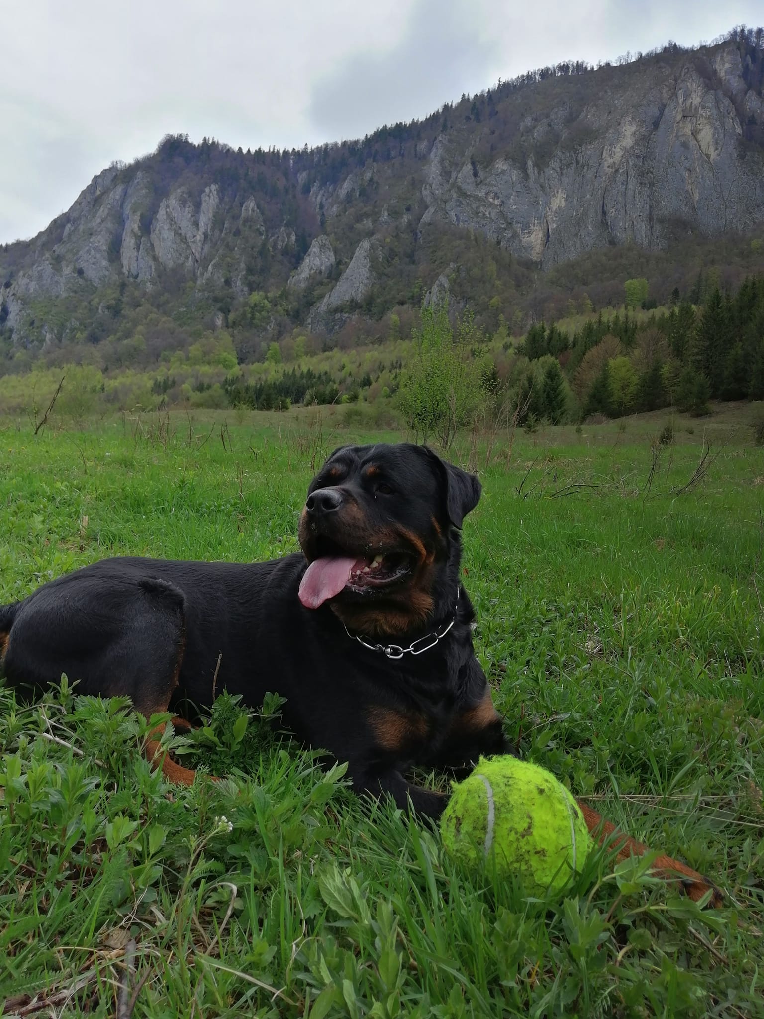 Rottweiler Romania