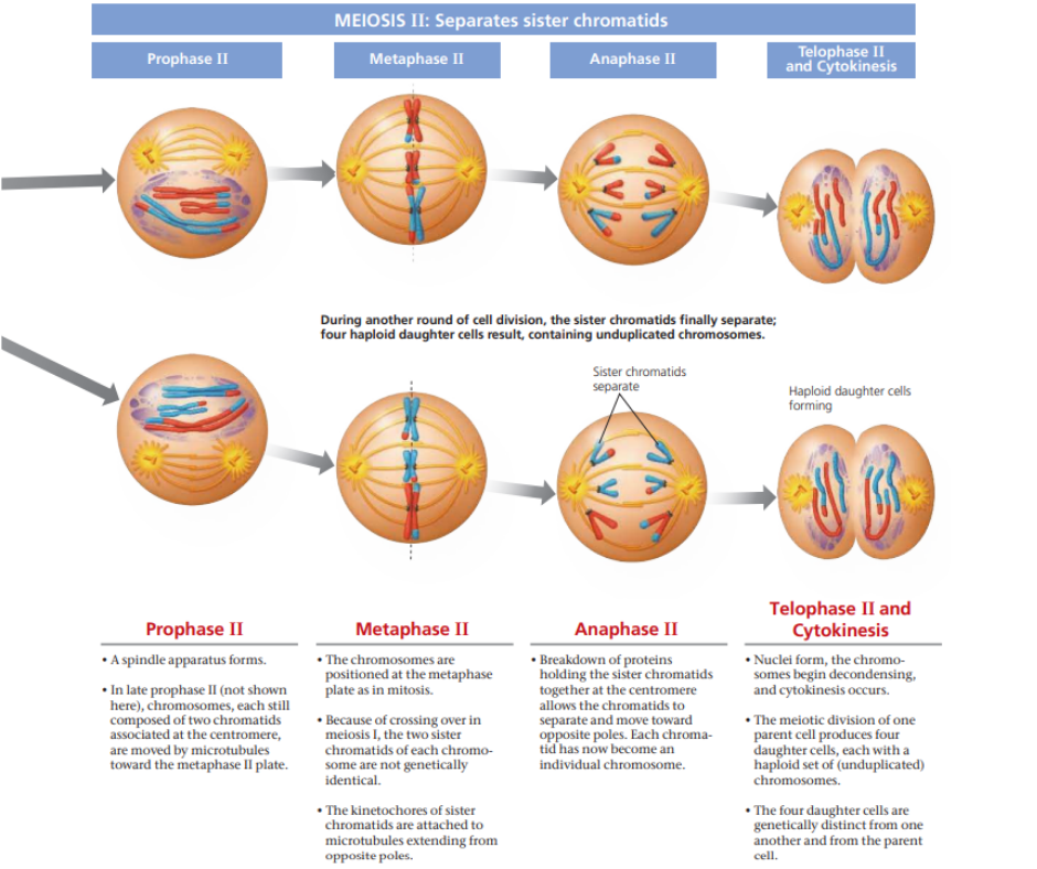 Bioscious - Meiosis in an Animal Cell #animalcell #meiosis... | Facebook