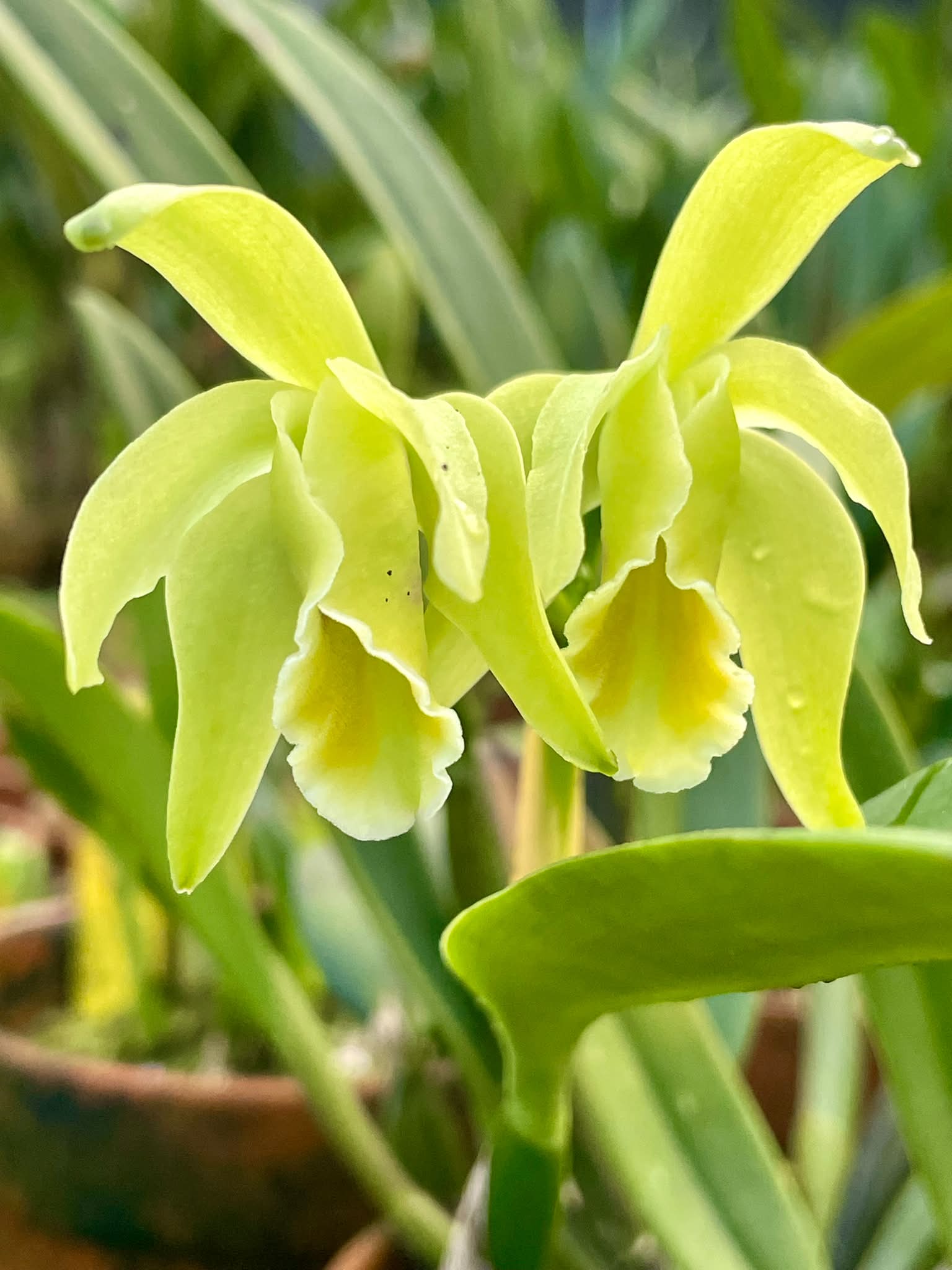 Dendrobium Hancockii. A species endemic to Yuunan province of