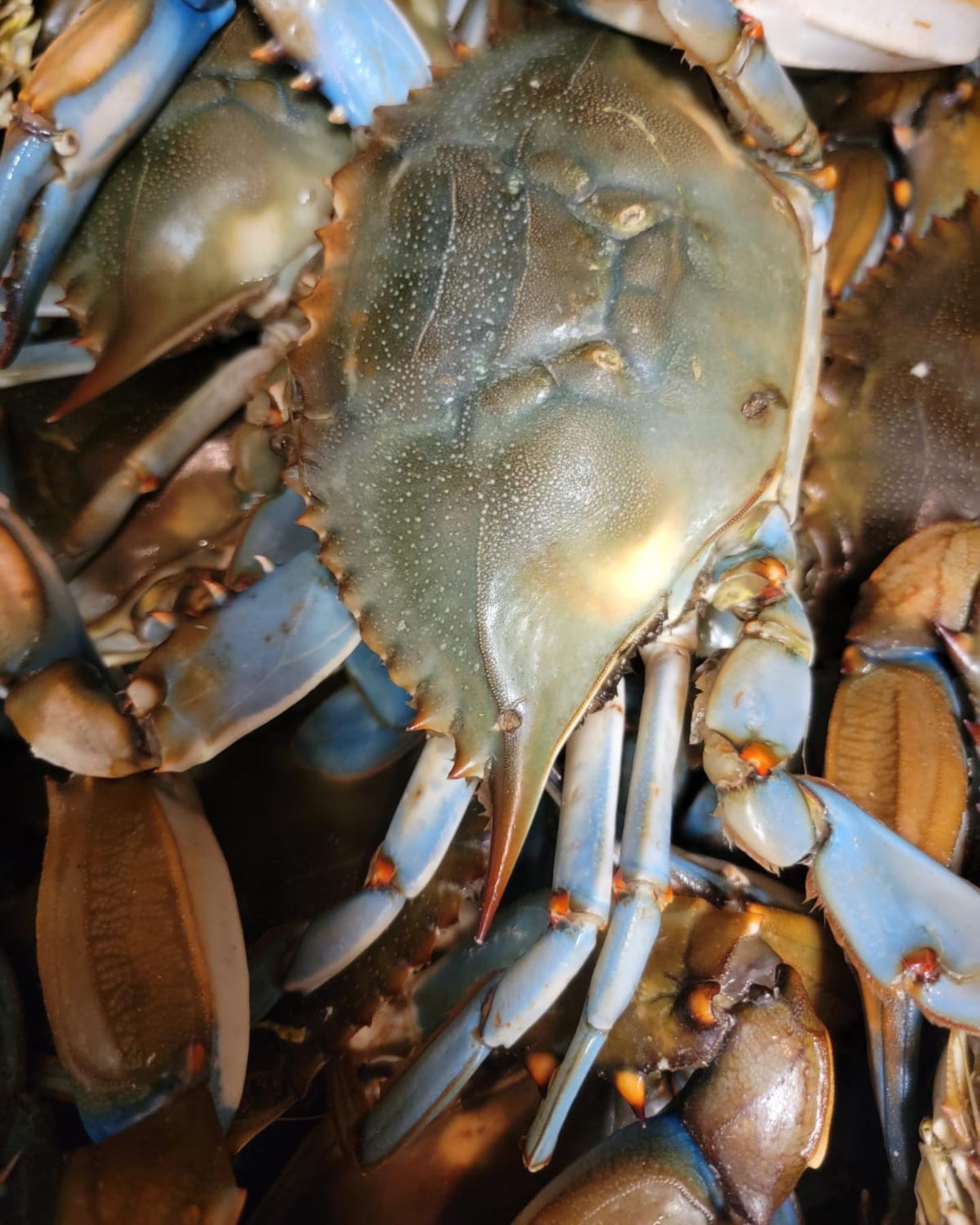 Rdryclean - ALL YOU CAN EAT BLUE CRABS $55pp View our... | Facebook