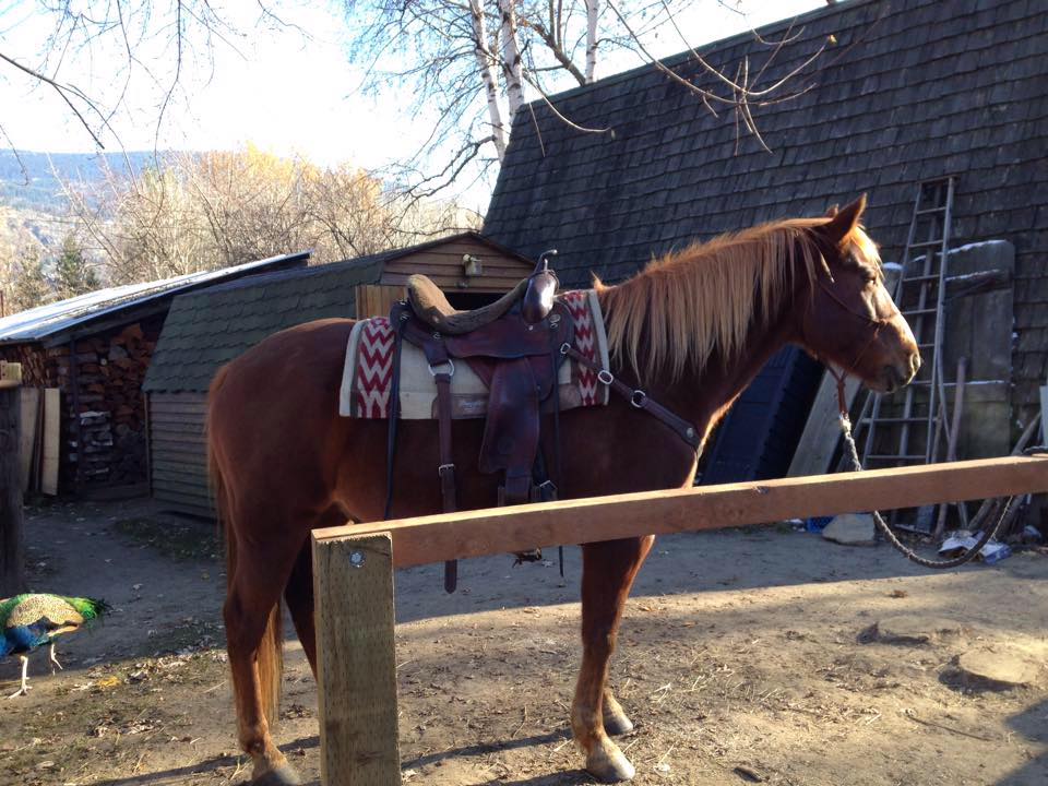 Suffield Mustangs (Block Horse)
