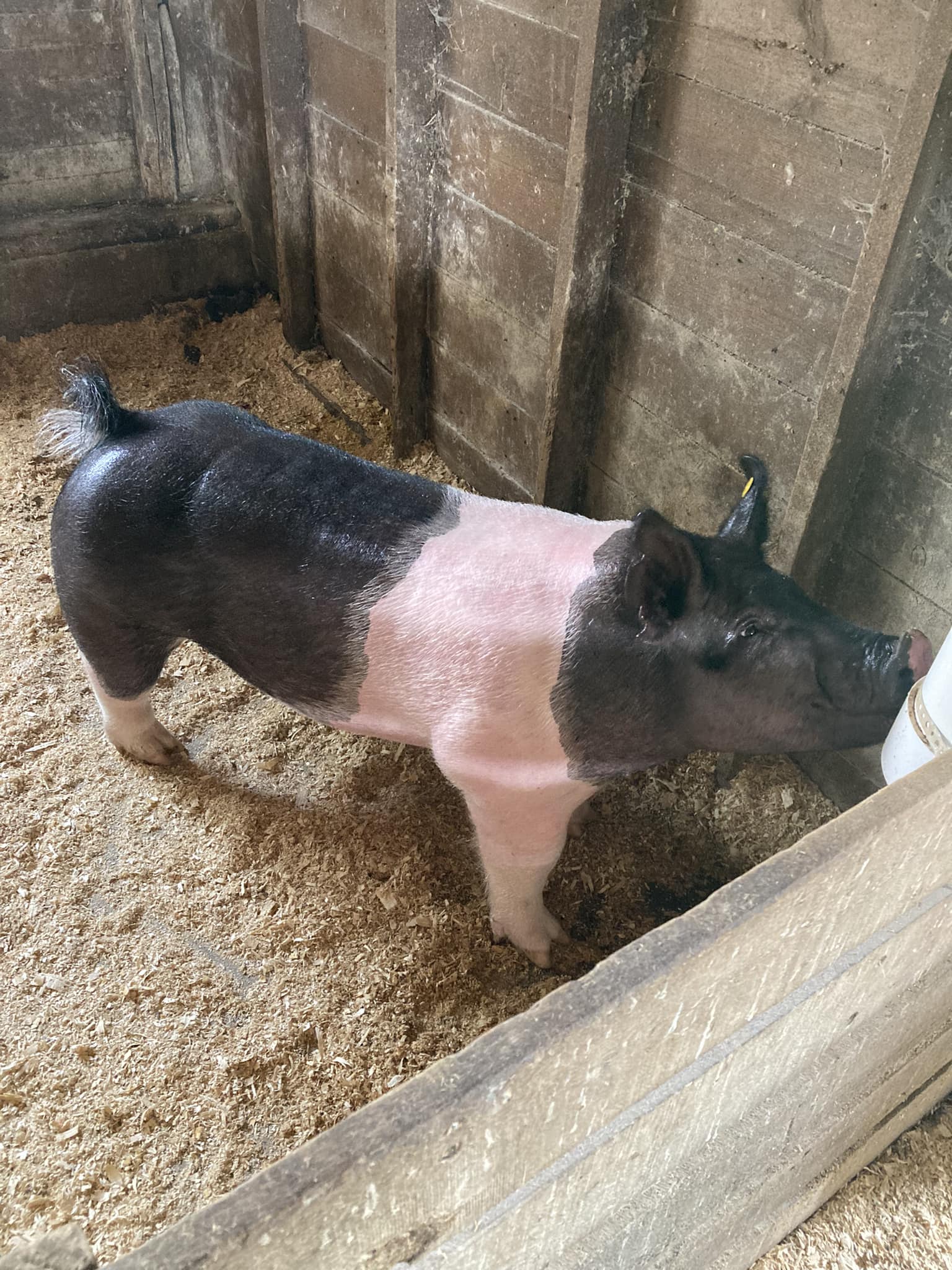 Bloodline x OG (mate to 37k OYE gilt)