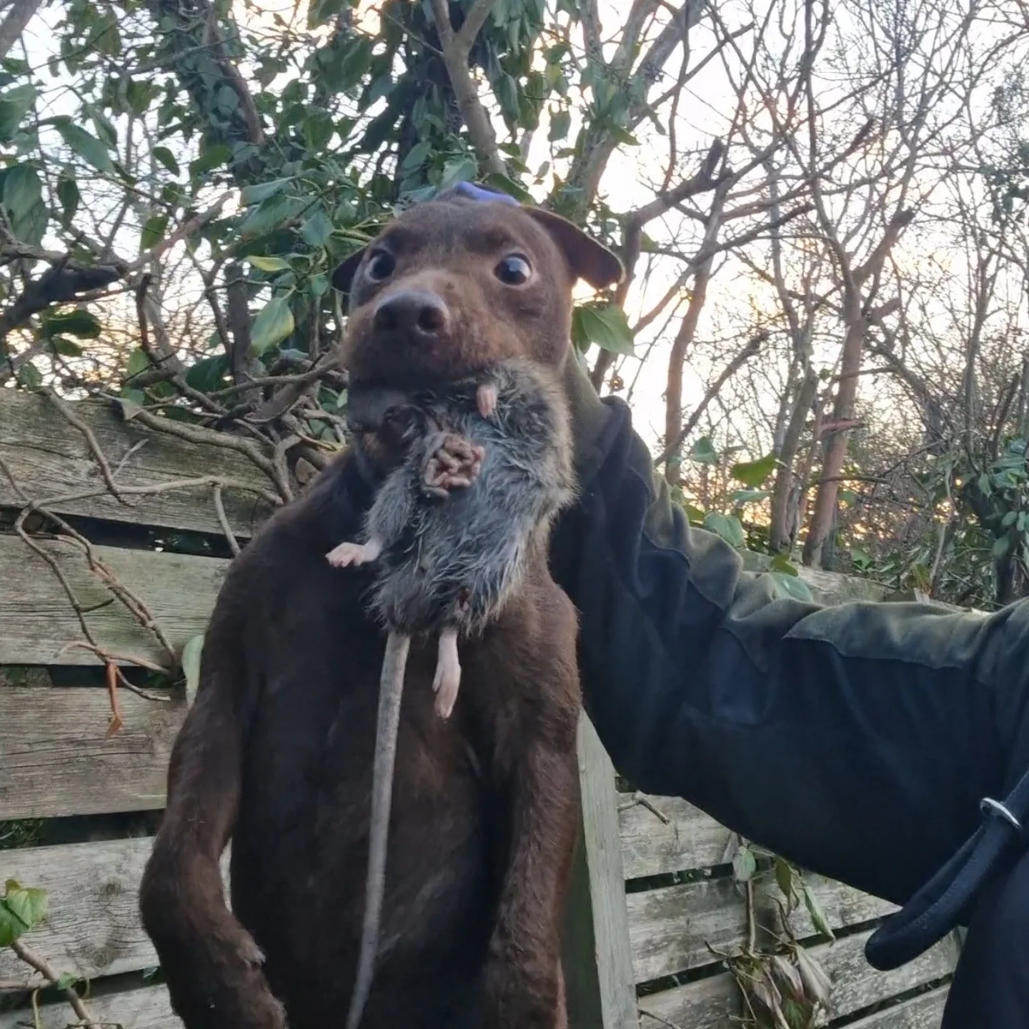 Billy - Psycho!! #rollothepatterdale #patterdaleterrier #rattingdog # ...