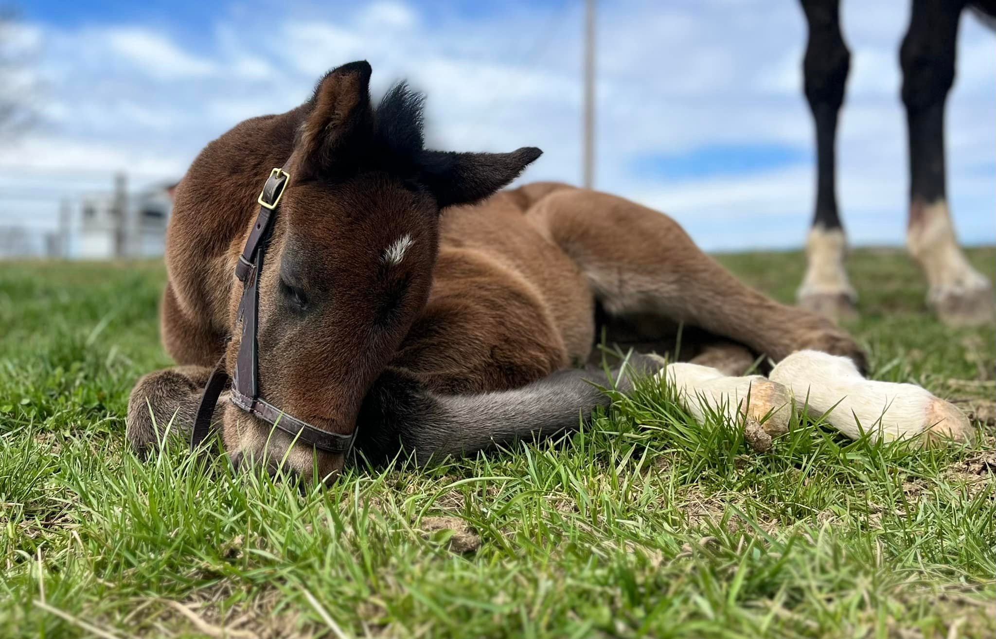 Masterfare Equestrian Center | Johnstown OH