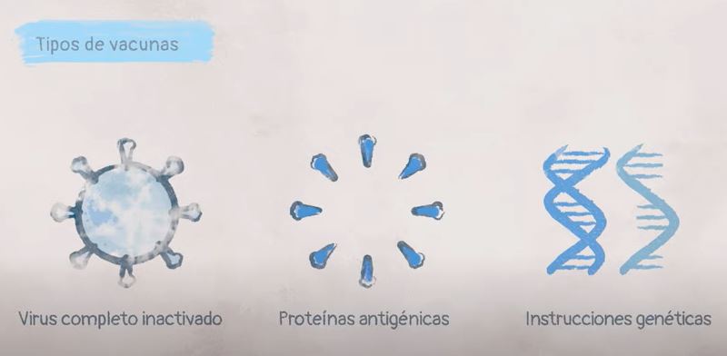 ¿Cómo funcionan las vacunas... - BioInteractive Español | Facebook