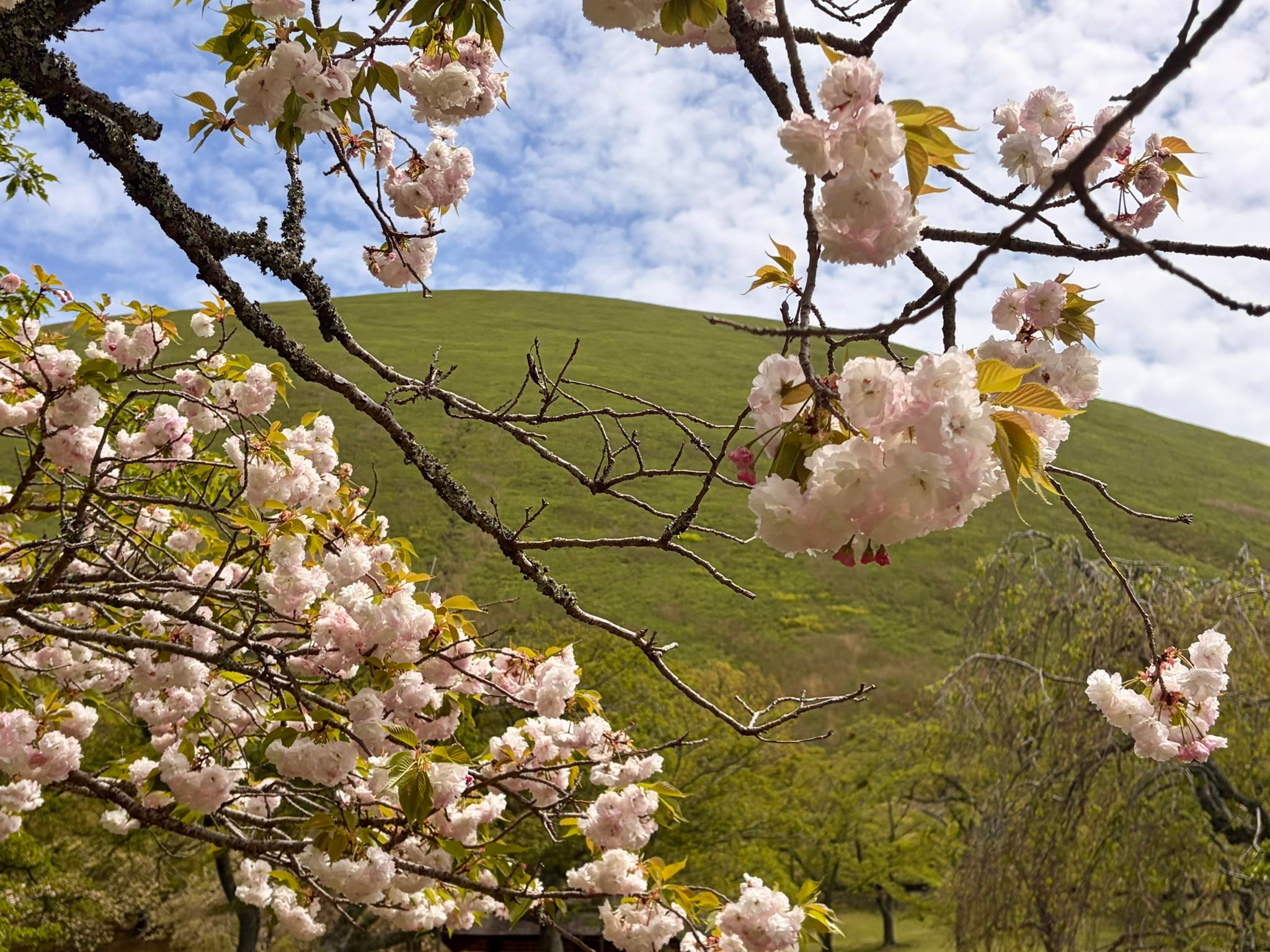 大室山の八重桜はまだまだ綺麗です? 素晴らしいお天気の下で緑の桜 