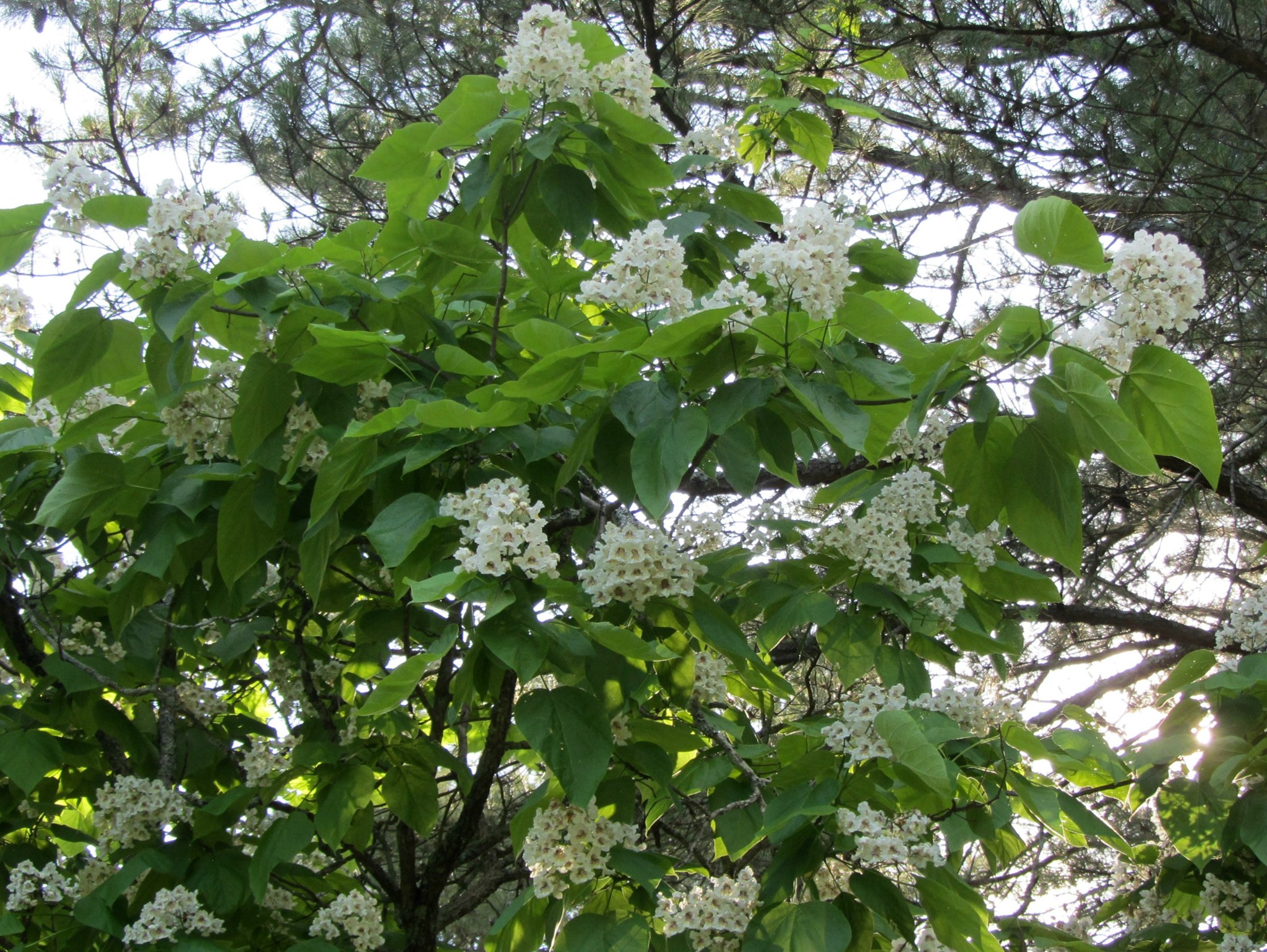 Southern catalpa (Catalpa... - Georgia Native Plant Society